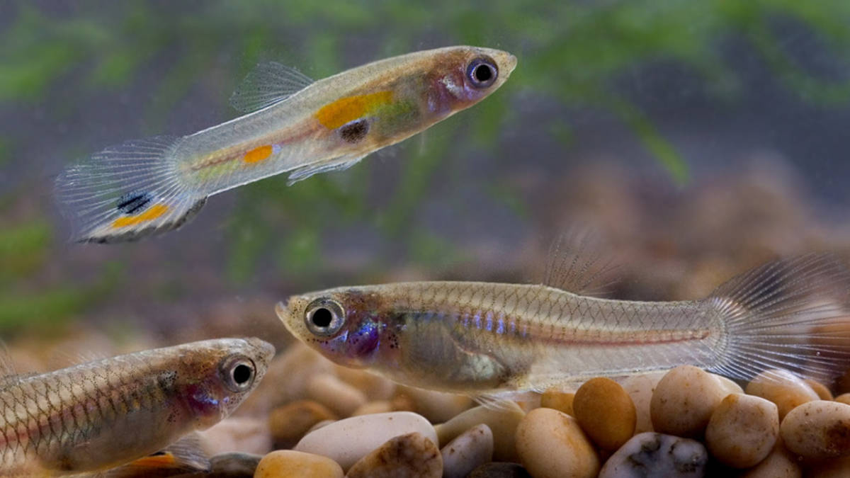Guppy Boy: Hobi Ikan Hias yang Menyegarkan Jiwa di Cilacap