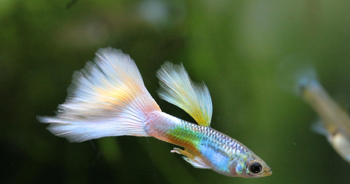 Guppy Boy: Hobi Ikan Hias yang Menyegarkan Jiwa di Cilacap